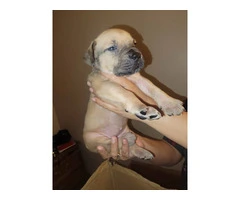 5 Beautiful Boerboel puppies for sale - 3