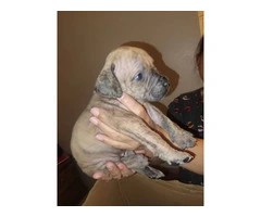 5 Beautiful Boerboel puppies for sale - 5