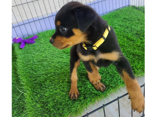 AKC Rottweiler Puppies with Champion Bloodlines - 1/6