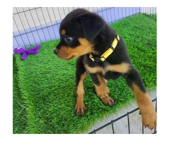 AKC Rottweiler Puppies with Champion Bloodlines