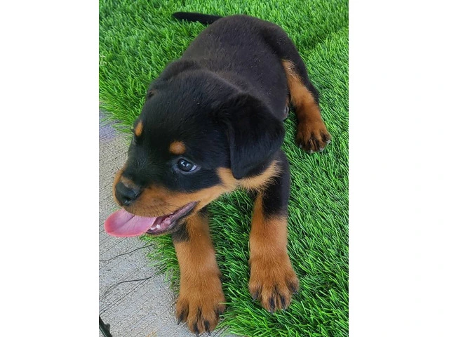 AKC Rottweiler Puppies with Champion Bloodlines - 2/6