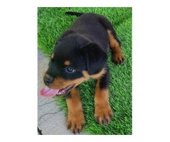 AKC Rottweiler Puppies with Champion Bloodlines - 2