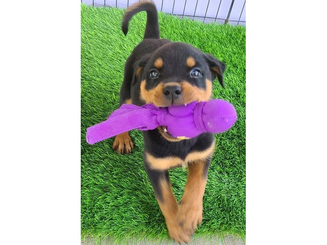 AKC Rottweiler Puppies with Champion Bloodlines - 3/6