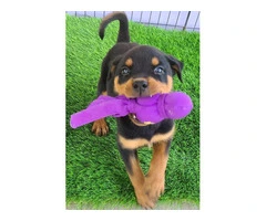 AKC Rottweiler Puppies with Champion Bloodlines - 3