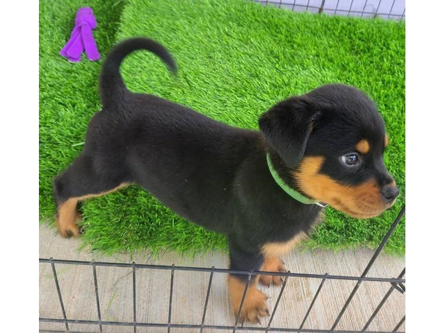 AKC Rottweiler Puppies with Champion Bloodlines - 4/6