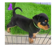 AKC Rottweiler Puppies with Champion Bloodlines - 4