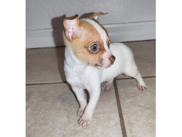 Teacup Chihuahua Puppies: Tiny, Healthy, and Ready for Loving Homes - 4/11