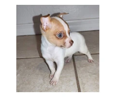 Teacup Chihuahua Puppies: Tiny, Healthy, and Ready for Loving Homes - 4