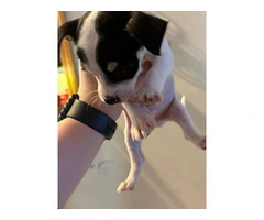 Teacup Chihuahua Puppies: Tiny, Healthy, and Ready for Loving Homes - 6