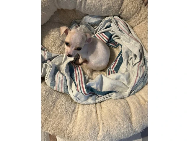Teacup Chihuahua Puppies: Tiny, Healthy, and Ready for Loving Homes - 8/11