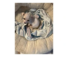 Teacup Chihuahua Puppies: Tiny, Healthy, and Ready for Loving Homes - 8