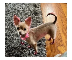 Teacup Chihuahua Puppies: Tiny, Healthy, and Ready for Loving Homes - 10