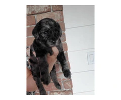 Beautiful Labradoodle Puppies for Sale in Fresno County - Merles and Non-Merles Available - 3