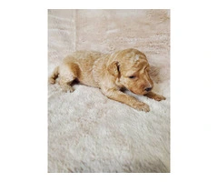 Beautiful Labradoodle Puppies for Sale in Fresno County - Merles and Non-Merles Available - 4