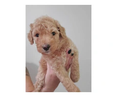 Beautiful Labradoodle Puppies for Sale in Fresno County - Merles and Non-Merles Available - 5