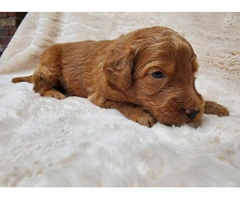 Beautiful Labradoodle Puppies for Sale in Fresno County - Merles and Non-Merles Available - 6