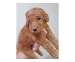 Beautiful Labradoodle Puppies for Sale in Fresno County - Merles and Non-Merles Available - 7