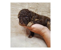 Beautiful Labradoodle Puppies for Sale in Fresno County - Merles and Non-Merles Available - 8