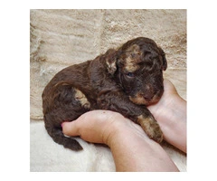 Beautiful Labradoodle Puppies for Sale in Fresno County - Merles and Non-Merles Available - 9