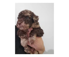 Beautiful Labradoodle Puppies for Sale in Fresno County - Merles and Non-Merles Available - 10