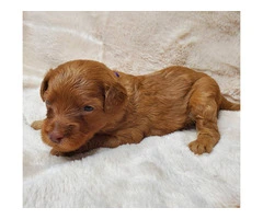 Beautiful Labradoodle Puppies for Sale in Fresno County - Merles and Non-Merles Available - 11
