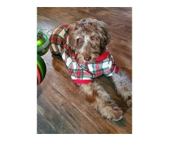 Beautiful Labradoodle Puppies for Sale in Fresno County - Merles and Non-Merles Available - 14