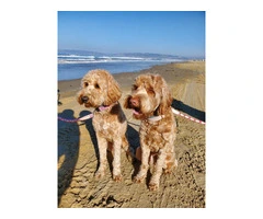 Beautiful Labradoodle Puppies for Sale in Fresno County - Merles and Non-Merles Available - 15