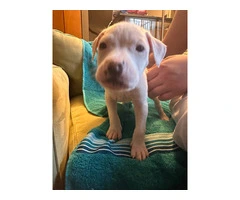 8 Bullboxer pit puppies ready to go - 3