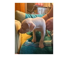8 Bullboxer pit puppies ready to go - 4