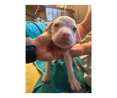 8 Bullboxer pit puppies ready to go - 6