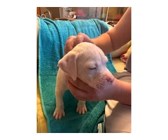 8 Bullboxer pit puppies ready to go - 12