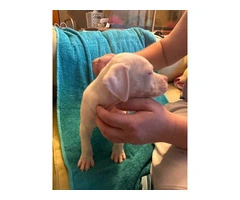 8 Bullboxer pit puppies ready to go - 13