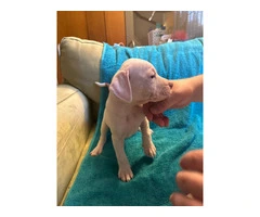 8 Bullboxer pit puppies ready to go - 15