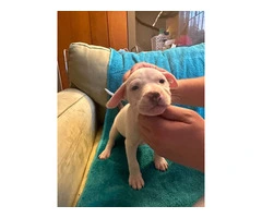 8 Bullboxer pit puppies ready to go - 16