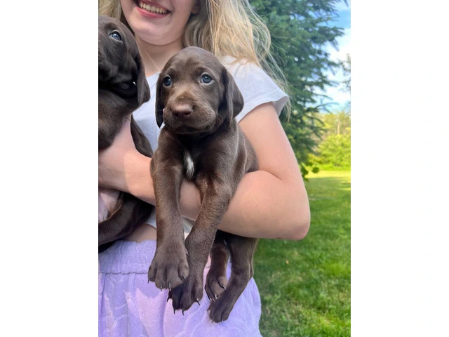 Purebred German Shorthair Pointer Puppies: Ready for Loving Homes - 1/10