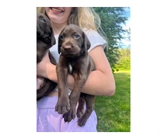 Purebred German Shorthair Pointer Puppies: Ready for Loving Homes