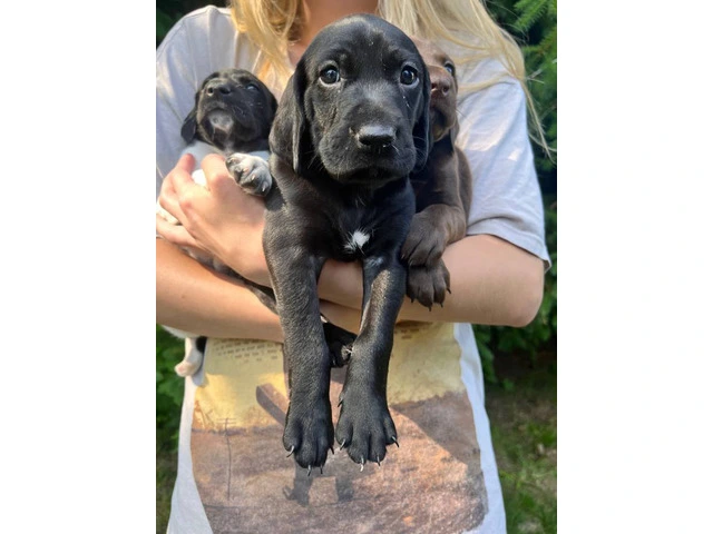 Purebred German Shorthair Pointer Puppies: Ready for Loving Homes - 2/10