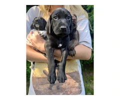 Purebred German Shorthair Pointer Puppies: Ready for Loving Homes - 2