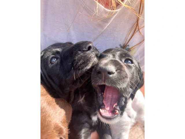 Purebred German Shorthair Pointer Puppies: Ready for Loving Homes - 4/10