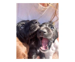 Purebred German Shorthair Pointer Puppies: Ready for Loving Homes - 4