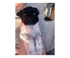 Purebred German Shorthair Pointer Puppies: Ready for Loving Homes - 5