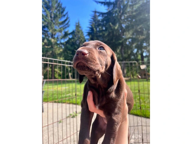 Purebred German Shorthair Pointer Puppies: Ready for Loving Homes - 6/10
