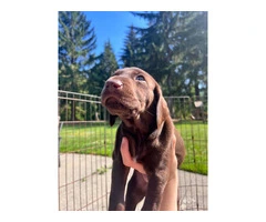 Purebred German Shorthair Pointer Puppies: Ready for Loving Homes - 6
