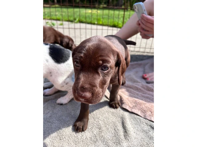 Purebred German Shorthair Pointer Puppies: Ready for Loving Homes - 7/10
