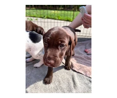 Purebred German Shorthair Pointer Puppies: Ready for Loving Homes - 7