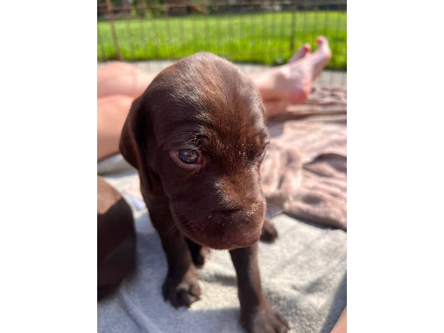 Purebred German Shorthair Pointer Puppies: Ready for Loving Homes - 8/10