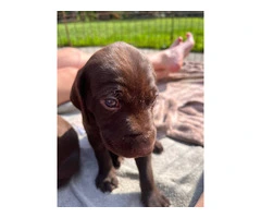 Purebred German Shorthair Pointer Puppies: Ready for Loving Homes - 8