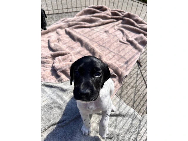 Purebred German Shorthair Pointer Puppies: Ready for Loving Homes - 9/10