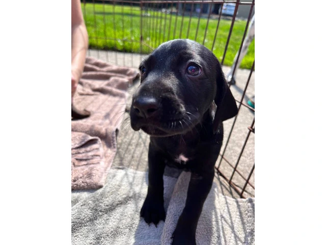 Purebred German Shorthair Pointer Puppies: Ready for Loving Homes - 10/10