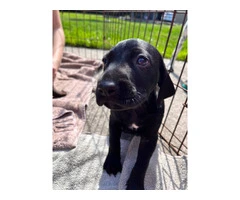 Purebred German Shorthair Pointer Puppies: Ready for Loving Homes - 10